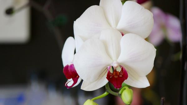 Orchid Flower Bud Petals Wallpaper