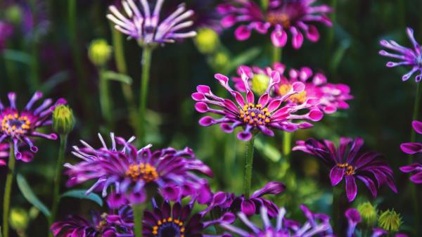 Osteospermum Flowers Flowerbed Image Wallpaper