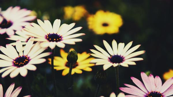 Osteospermum Flowers Flowerbed Picture Wallpaper