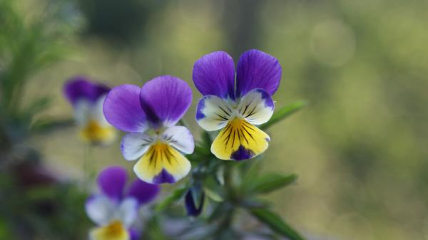 Pansies Flowers Herbs Colorfu wallpaper