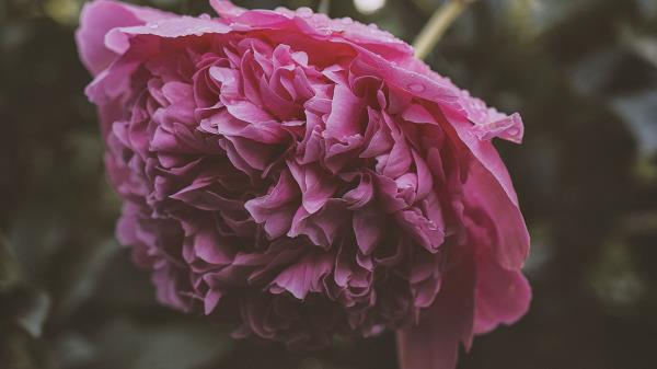 Peony Flower Pink Wallpaper