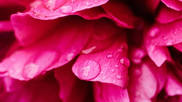Peony Petals Flower Wallpaper