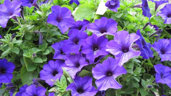 Petunia Purple Green Beaut wallpaper