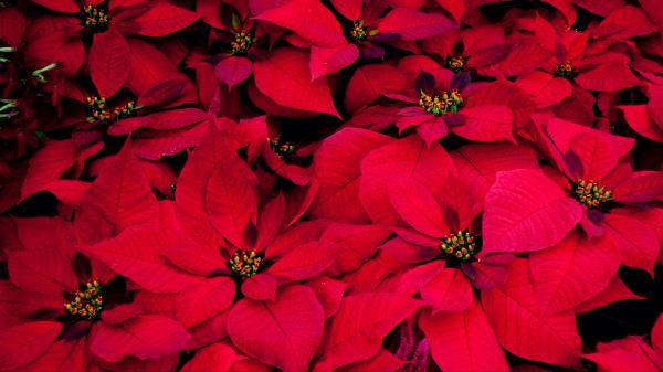 Poinsettia Flowers Red Wallpaper