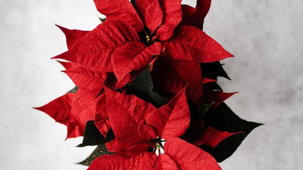 Poinsettia Leaves Flower Wallpaper