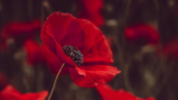 Poppies Flowers Red Wallpaper