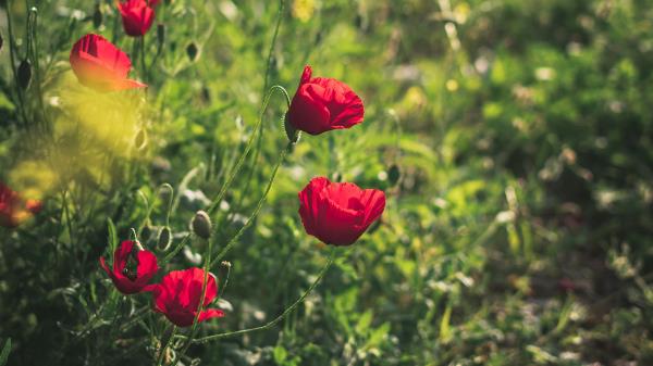 Poppies Red Flowers Wallpaper
