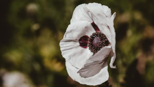 Poppy Flower White Wallpaper