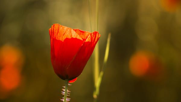 Poppy Flowers Macro Wallpaper