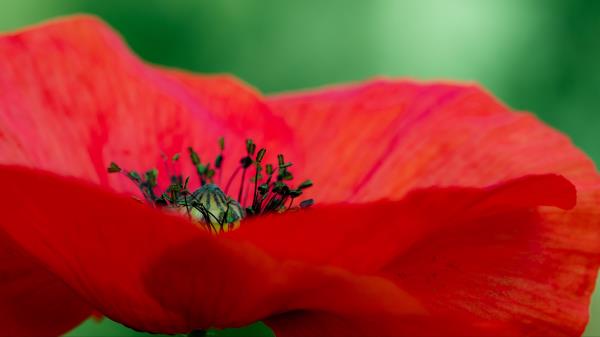 Poppy Petals Red Wallpaper
