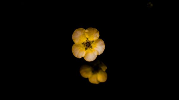 Potentilla Flower Macro Wallpaper