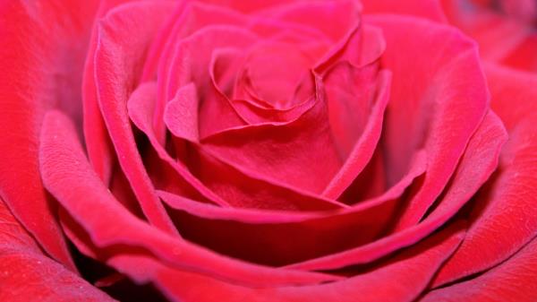 Red Rose Bud Petals Close Up Wallpaper