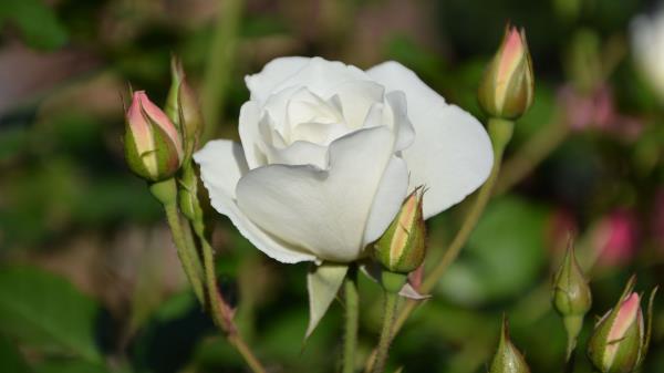 Rose Bloom Bud Stem Wallpaper