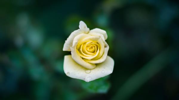 Rose Bud Drops Close Up Wallpaper