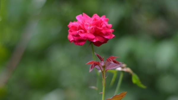 Rose Bud Flower Wallpaper