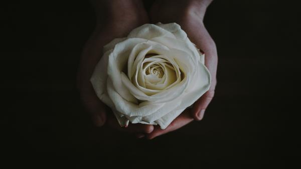 Rose Bud Hands Flower White Wallpaper