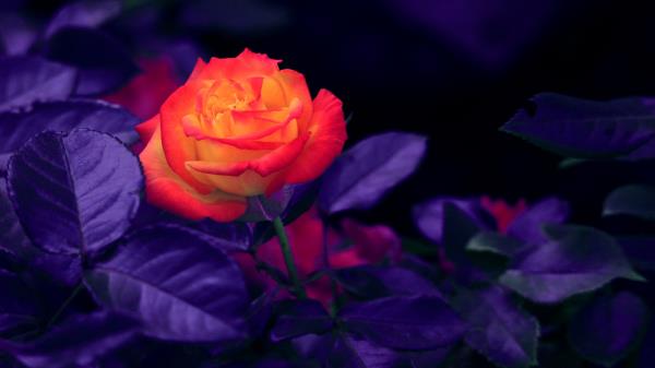 Rose Bud Orange Wallpaper