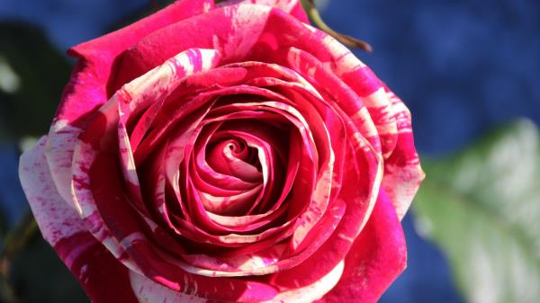 Rose Bud Petals Close Up Image Wallpaper
