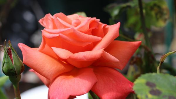 Rose Bud Petals Close Up Picture Wallpaper