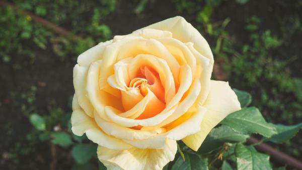 Rose Bud Petals Photo Wallpaper