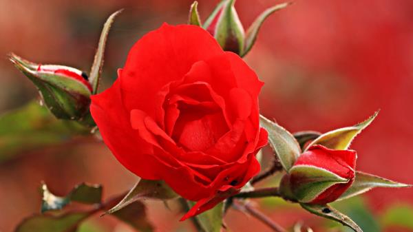 Rose Bud Petals Picture Wallpaper