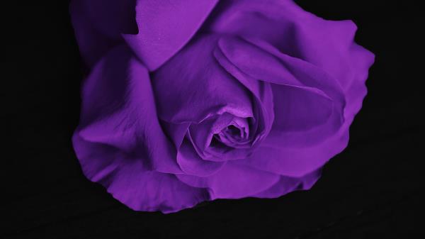 Rose Bud Petals Purple Wallpaper