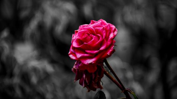 Rose Bud Petals Wall Wallpaper