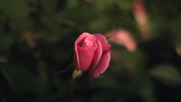 Rose Bud Pink Blur Wallpaper