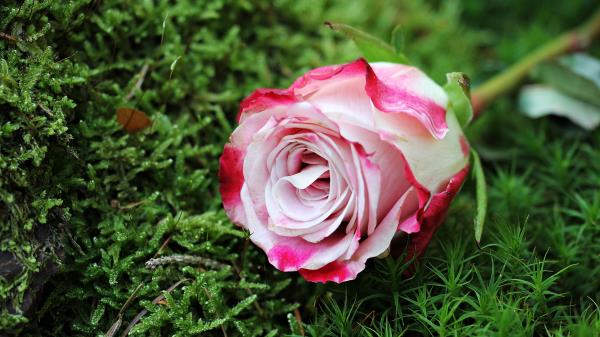 Rose Bud Pink Grass Wallpaper