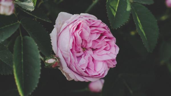 Rose Bud Pink Image Wallpaper
