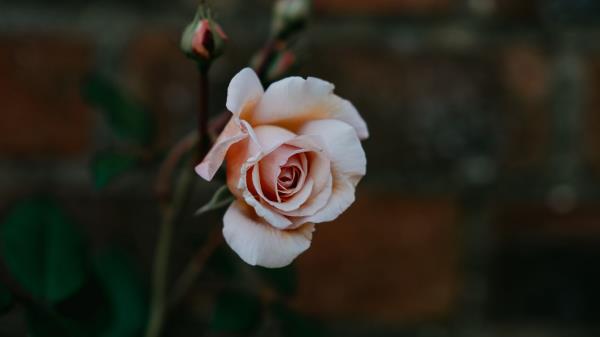 Rose Bud Pink Wallpaper