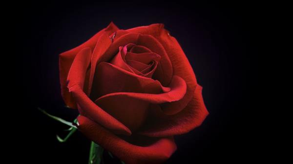 Rose Bud Red Petals Black Background Wallpaper