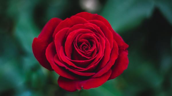 Rose Bud Red Wallpaper