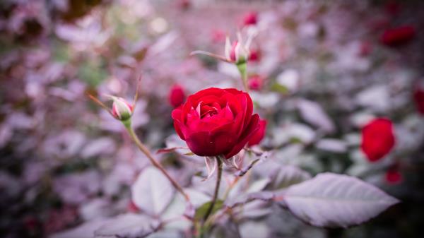 Rose Bud Stem Blur Wallpaper