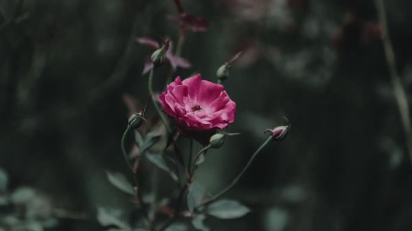 Rose Bud Stem Picture Wallpaper