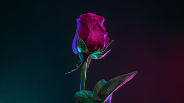 Rose Bud Stem Wallpaper