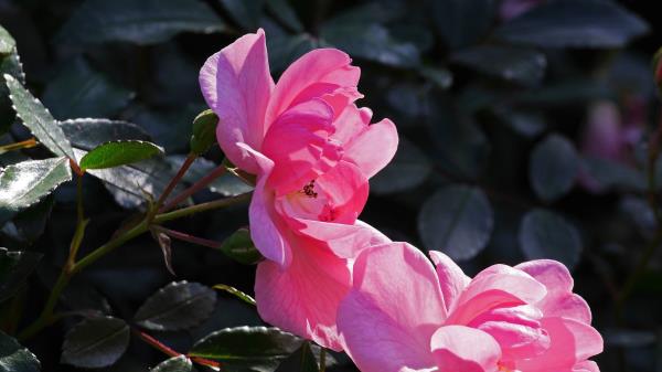 Rose Bush Branches Leaves Buds Wallpaper