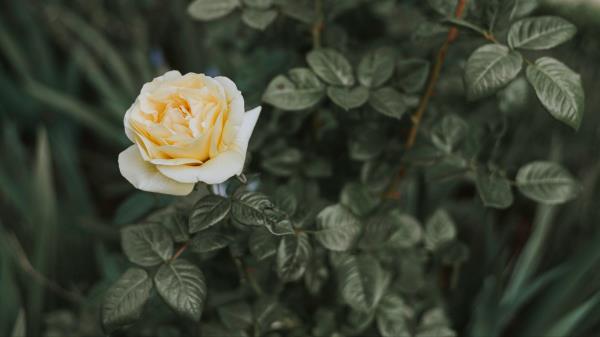 Rose Bush Flower Bud Wallpaper