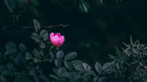 Rose Bush Garden Wallpaper