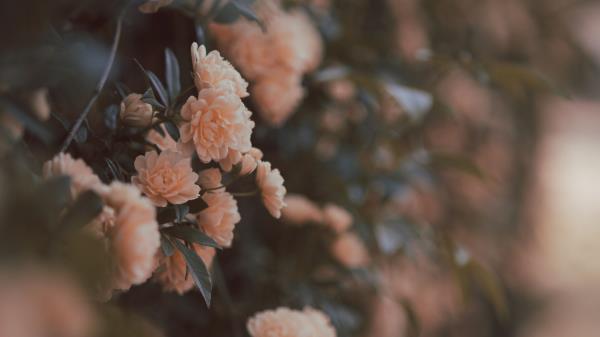 Rose Bushes Flowers Wallpaper