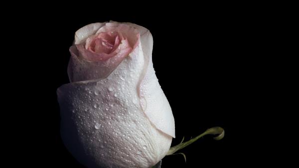 Rose Drops Bud Wallpaper