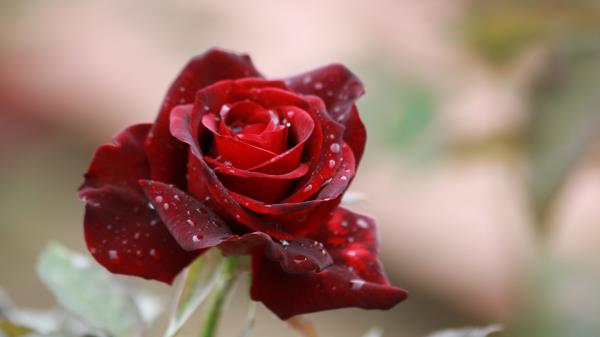 Rose Drops Close Up Bud Wallpaper