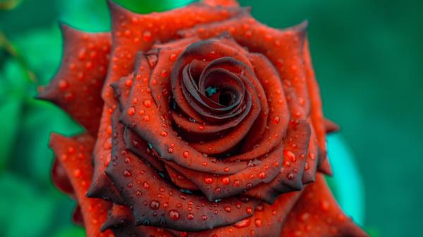 Rose Drops Red Wallpaper