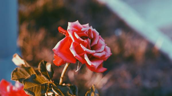 Rose Flower Bud Blur Image Wallpaper