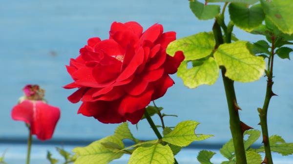 Rose Flower Bud Petals Image Wallpaper