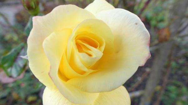 Rose Flower Bud Petals Photo Wallpaper