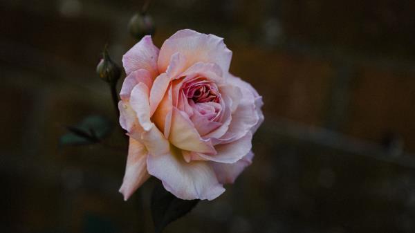 Rose Flower Burgeon Wallpaper