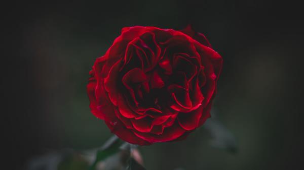 Rose Flower Dark Wallpaper