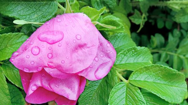 Rose Flower Petals Drops Wallpaper