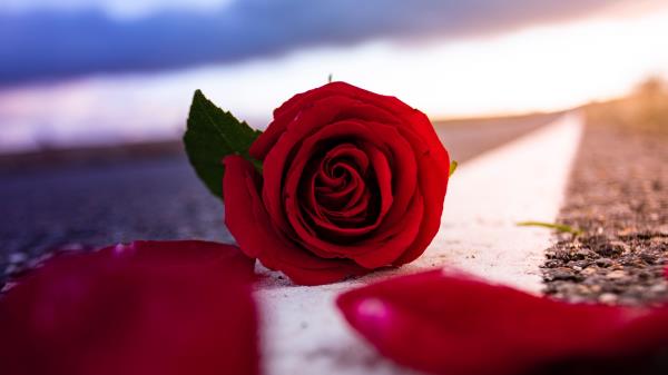 Rose Flower Petals Wallpaper